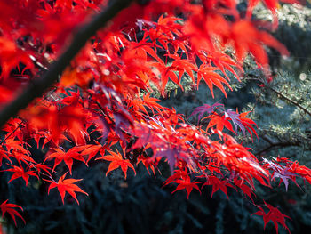 Close-up of maple leaves on tree