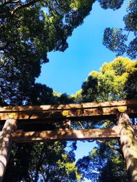 Low angle view of trees against blue sky