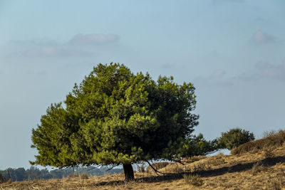 Tree on field against sky