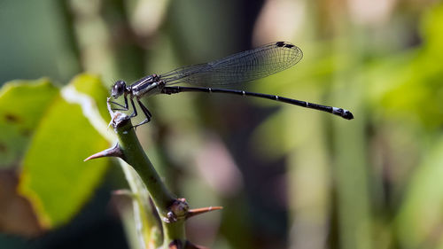 Close-up of dragonfly on leaf