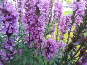 Close-up of purple flowering plants