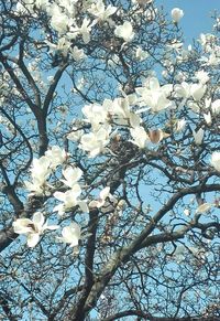 Low angle view of magnolia blossoms in spring