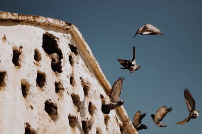 Low angle view of birds flying