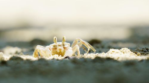 Close-up of crab on beach