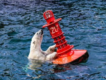 Polar bear smelling buoy in sea