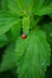 ladybug