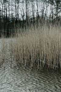 Scenic view of lake against bare trees