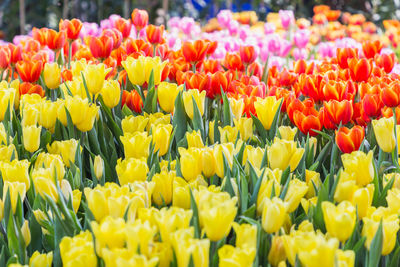 Close-up of yellow tulips