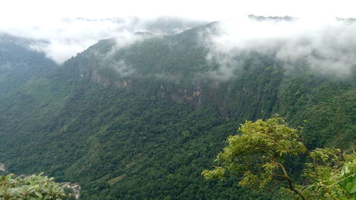 Scenic view of forest