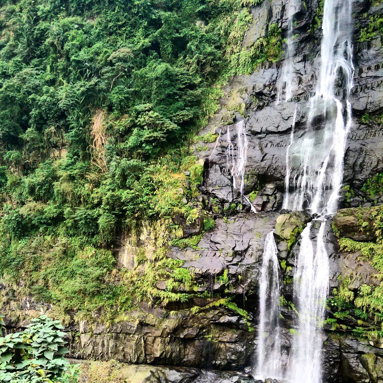 waterfall, motion, flowing water, water, long exposure, forest, flowing, beauty in nature, tree, rock - object, scenics, nature, stream, plant, rock formation, idyllic, growth, blurred motion, day, environment