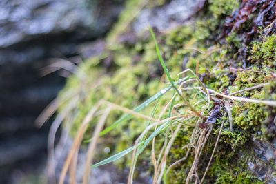 Close-up of plant growing on rock