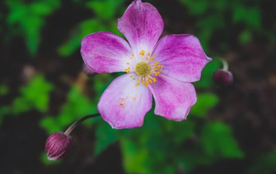 Close-up of pink flower