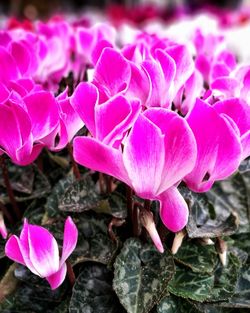 Close-up of pink flowers blooming outdoors