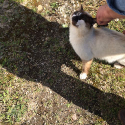 Cat on grass