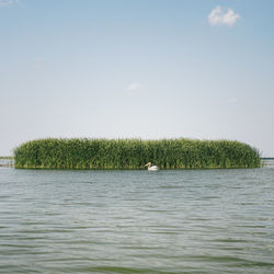 Pelican resting near the reeds on a huge lake in the danube delta