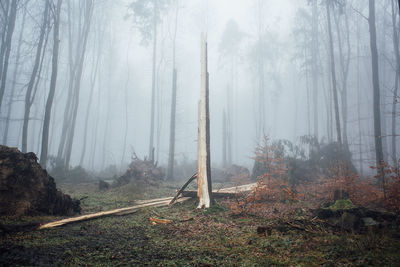 Trees in forest against sky