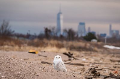 Bird on beach against sky
