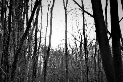 Low angle view of trees in forest