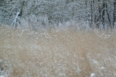 Full frame shot of snowflakes