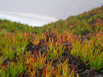 Close-up of plants growing on field