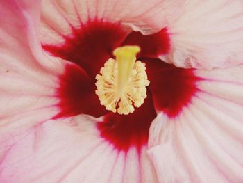 Close-up of pink hibiscus blooming outdoors