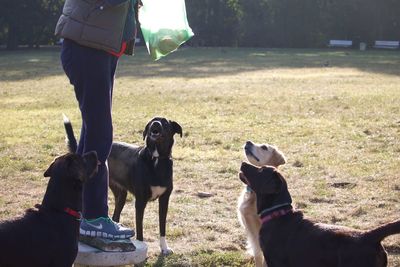 Low section of person with dog on field