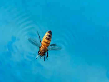 Close-up of insect flying over sea