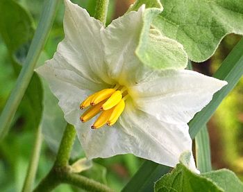 Close-up of yellow flower blooming outdoors