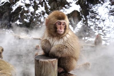 Portrait of monkey sitting on rock