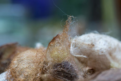 Close up of dead plant