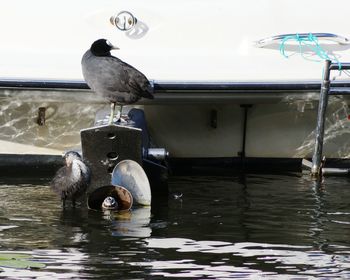 Close-up of bird perching on wet lake against sky