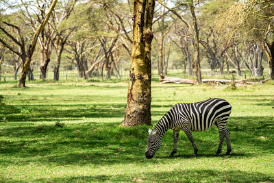 Zebra standing on field