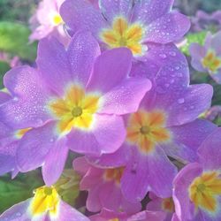 Close-up of purple flower