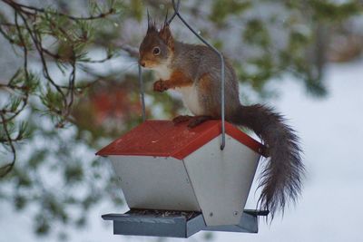 Close-up of squirrel on rock