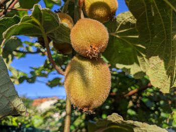 Low angle view of fruits on tree