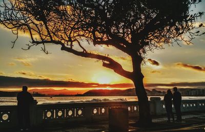 Silhouette of trees at sunset