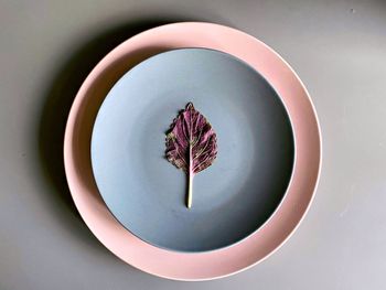 Directly above shot of plant in plate on table