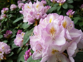 Close-up of pink flowering plants