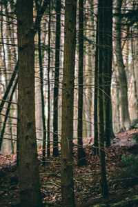 View of bamboo trees in forest