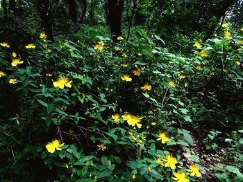 Close-up of yellow flowers