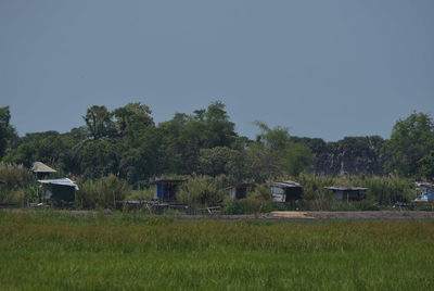 Trees and houses on field against clear sky