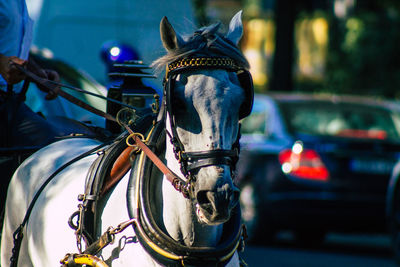 View of horse cart on street