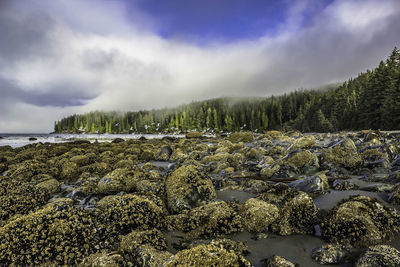 Barnacles on rocky shore against cloudy sky