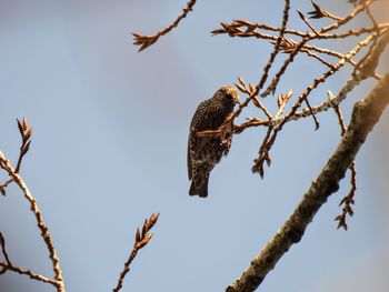 Low angle view of bird perching on branch against sky