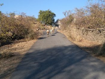 Rear view of people walking by dog against clear sky