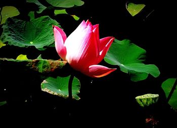 Lotus water lily in pond