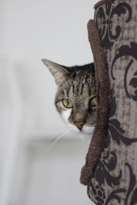 Close-up portrait of a cat peeking out of the box