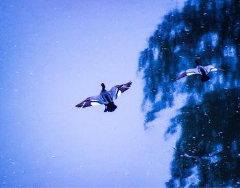 Birds flying over snow against clear blue sky