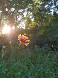 Close-up of flowering plants on field