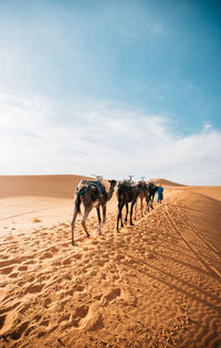 Horses in a desert